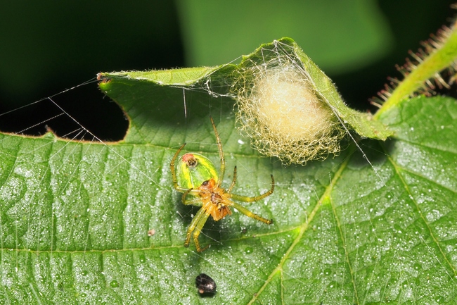../previews/024-Araneae, Araneidae, Araniella cucurbitina, Kuerbisspinne huetet Eikokon_2018_06_16--06-50-50.jpeg.medium.jpeg