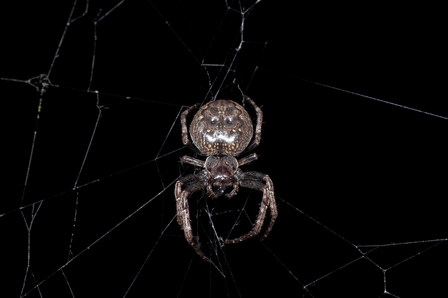 ../previews/042-Araneae, Araneidae, Nuctenea umbratica, Spaltenkreuzspinne_2016_06_10--20-30-23.jpeg.medium.jpeg