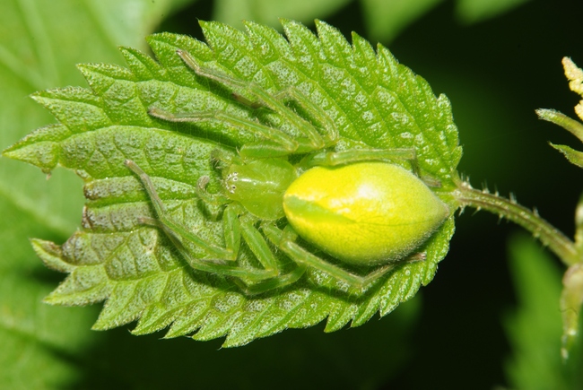 ../previews/047-Araneae, Eusparassidae, Micrommata virescens_2009_06_08--12-56-31.jpeg.medium.jpeg