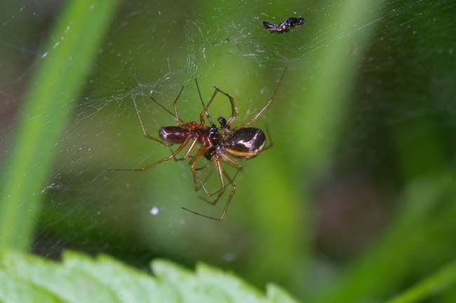 ../previews/050-Araneae, Linyphiidae, Floronia bucculenta, Paarung_2005_05_26--17-07-31.jpeg.medium.jpeg