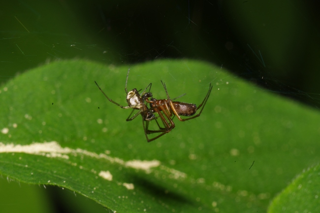 ../previews/054-Araneae, Linyphiidae, Linyphia impigra, Paarung_2011_04_30--11-42-14.jpeg.medium.jpeg