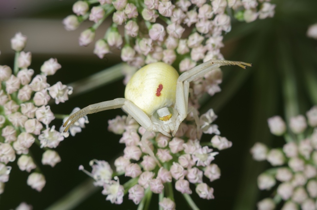 ../previews/099-Araneae, Thomisidae, Misumena vatia_2014_07_04--10-03-38.jpeg.medium.jpeg