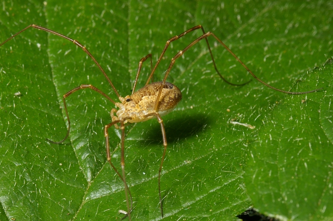 ../previews/110-Opiliones, Phalangiidae, Mitopus morio_2007_05_14--09-52-59.jpeg.medium.jpeg