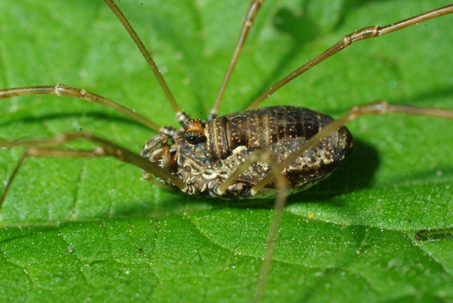 ../previews/112-Opiliones, Phalangiidae, Oligolophus tridens_2010_05_26--12-02-17.jpeg.medium.jpeg