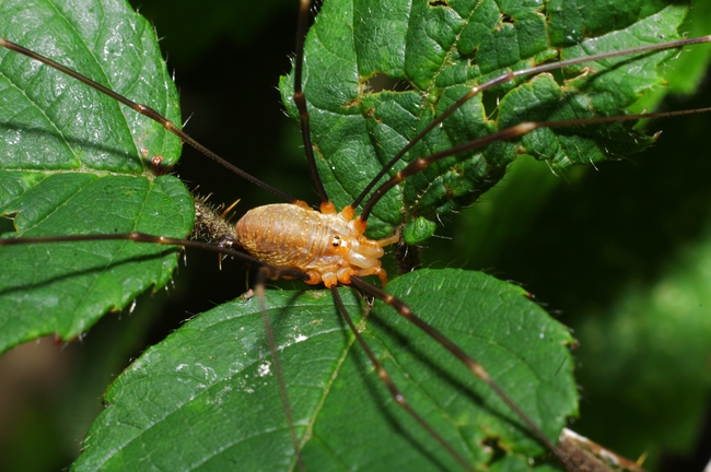 ../previews/113-Opiliones, Phalangiidae, Opilio canestrinii_2011_09_12--14-57-51.jpeg.medium.jpeg