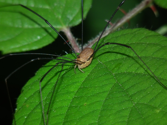 ../previews/122-Opiliones, Scierosomatidae, Leiobunum rotundum_2010_08_13--12-07-42.jpeg.medium.jpeg