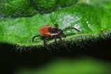 thumbnails/000-Acari, Ixodidae, Ixodes ricinus, Gemeiner Holzbock_2011_06_07--13-04-42.jpeg.small.jpeg