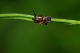 thumbnails/001-Acari, Ixodidae, Ixodes ricinus, Gemeiner Holzbock_2011_06_08--10-16-14.jpeg.small.jpeg