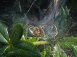 thumbnails/005-Araneae, Agelenidae,_2013_07_07--13-08-51.jpeg.small.jpeg