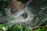 thumbnails/006-Araneae, Agelenidae,_2013_07_12--13-40-36.jpeg.small.jpeg