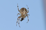 thumbnails/021-Araneae, Araneidae, Araneus diadematus, Kreuzspinne, Weibchen mit Beute_2018_09_27--16-37-38.jpeg.small.jpeg