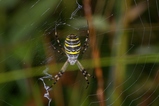 thumbnails/029-Araneae, Araneidae, Argiope bruennichi, Zebraspinne_2008_09_01--08-34-45.jpeg.small.jpeg