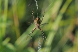 thumbnails/030-Araneae, Araneidae, Argiope bruennichi, Zebraspinne_2018_07_25--08-28-52.jpeg.small.jpeg