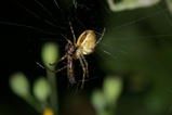 thumbnails/039-Araneae, Araneidae, Meta segmentata, Herbstspinne_2008_09_01--09-05-50.jpeg.small.jpeg