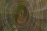 thumbnails/041-Araneae, Araneidae, Netz_2008_09_01--08-45-29.jpeg.small.jpeg