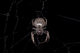thumbnails/042-Araneae, Araneidae, Nuctenea umbratica, Spaltenkreuzspinne_2016_06_10--20-30-23.jpeg.small.jpeg