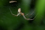 thumbnails/056-Araneae, Linyphiidae, Linyphia triangularis, Gemeine Baldachinspinne_2008_08_10--15-03-35.jpeg.small.jpeg