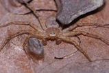 thumbnails/071-Araneae, Philodromidae,_2012_03_12--11-01-48.jpeg.small.jpeg