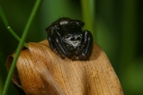 thumbnails/081-Araneae, Salticidae,_2008_05_23--12-13-33.jpeg.small.jpeg