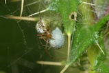 thumbnails/090-Araneae, Theridiidae, Weibchen mit Eikokon_2023_07_17--09-30-34.jpeg.small.jpeg