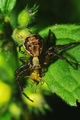 thumbnails/092-Araneae, Thomisidae, Beute_2010_05_22--09-47-49.jpeg.small.jpeg