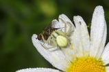 thumbnails/101-Araneae, Thomisidae, Misumena vatia, Beute_2008_06_09--08-40-38.jpeg.small.jpeg