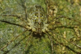 thumbnails/109-Opiliones, Phalangiidae,_2009_10_09--16-11-30.jpeg.small.jpeg