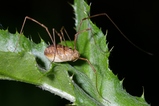 thumbnails/114-Opiliones, Phalangiidae, Phalangium opilio_2005_05_27--08-15-27.jpeg.small.jpeg