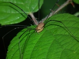 thumbnails/122-Opiliones, Scierosomatidae, Leiobunum rotundum_2010_08_13--12-07-42.jpeg.small.jpeg