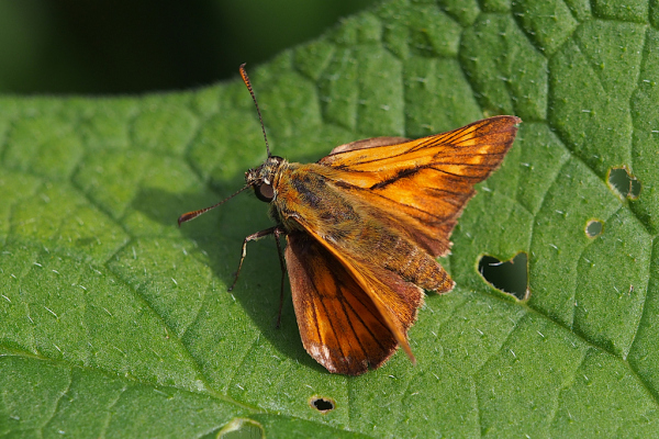 Skaliertes Bild Lepidoptera, Hesperiidae,  Thymelicus sylvestris, Dickkopffalter_2023_08_08--10-01-22.jpg 