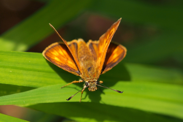 Skaliertes Bild Lepidoptera, Hesperiidae, Ochlodes sylvanus, Dickkopffalter_2019_07_09--10-04-13.jpg 