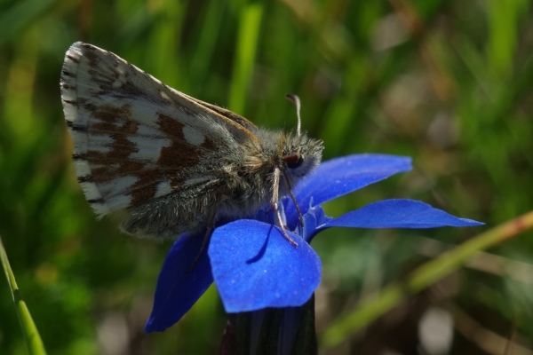 Skaliertes Bild Lepidoptera, Hesperiidae, Pyrgus cacaliae_2014_07_18--10-48-28.jpg 