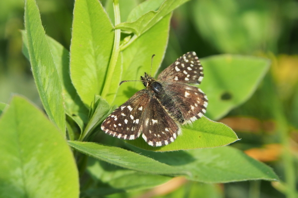 Skaliertes Bild Lepidoptera, Hesperiidae, Pyrgus melotis_2017_06_23--08-26-12.jpg 