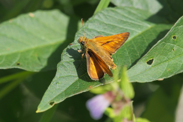 Skaliertes Bild Lepidoptera, Hesperiidae, Thymelicus acteon_2018_07_07--11-20-56.jpg 