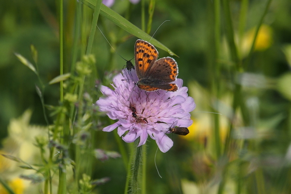 Skaliertes Bild Lepidoptera, Lycaenidae, Lycaena phlaeas, Kleiner Feuerfalter_2023_05_21--10-02-02.jpg 