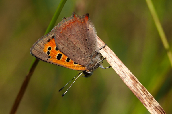 Skaliertes Bild Lepidoptera, Lycaenidae, Lycaena phlaeas, Kleiner Feuervogel_2022_07_05--09-41-52.jpg 