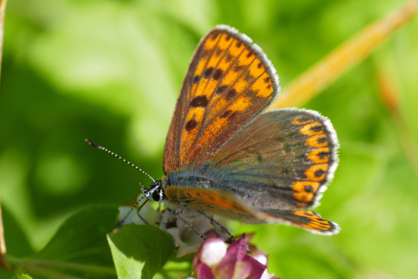 Skaliertes Bild Lepidoptera, Lycaenidae, Lycaena tityrus, Brauner Feuerfalter_2019_09_13--11-06-01.jpg 
