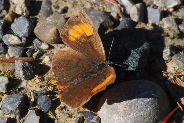 Skaliertes Bild Lepidoptera, Lycaenidae, Thecla betulae, Nierenfleck-Zipfelfalter_2022_09_21--11-17-13.jpg 