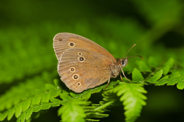 Skaliertes Bild Lepidoptera, Nymphalidae, Aphantopus hyperantus, Schornsteinfeger_2019_07_22--09-22-12.jpg 