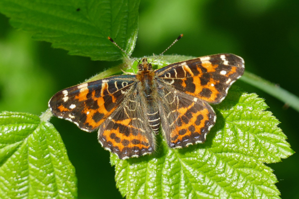 Skaliertes Bild Lepidoptera, Nymphalidae, Araschnia levana, Landkaertchen, Fruehlingsform_2020_05_19--10-29-55.jpg 