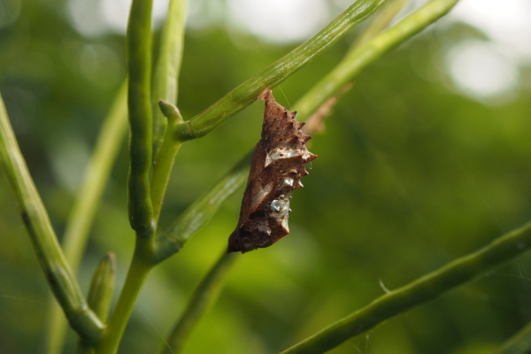 Skaliertes Bild Lepidoptera, Nymphalidae, Araschnia levana, Landkaertchen, Puppe_2018_06_16--14-09-03.jpg 