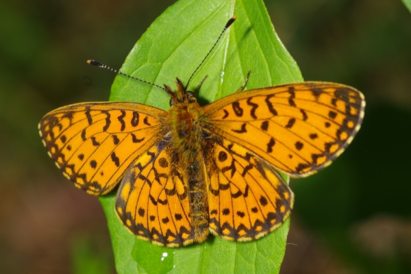 Skaliertes Bild Lepidoptera, Nymphalidae, Boloria pales_2014_05_13--11-47-05.jpg 
