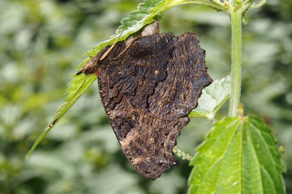 Skaliertes Bild Lepidoptera, Nymphalidae, Inachis io, Tagpfauenauge beim Eierlegen_2022_07_05--10-09-02.jpg 