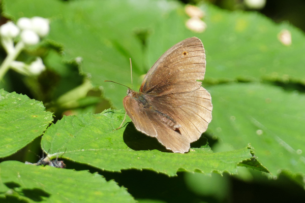 Skaliertes Bild Lepidoptera, Nymphalidae, Manjola jurtina, Grosses Ochsenauge_2019_07_04--13-00-14.jpg 