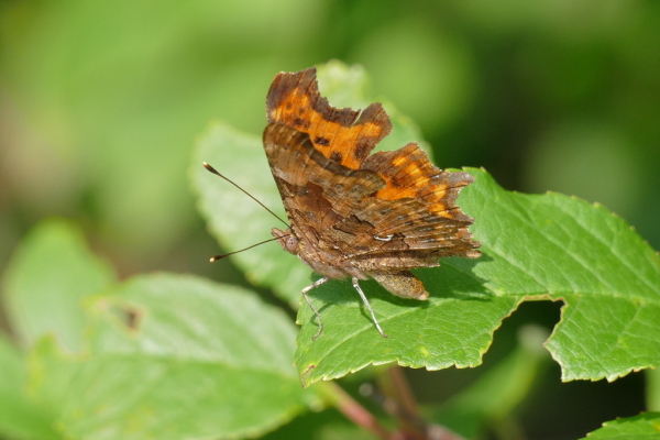 Skaliertes Bild Lepidoptera, Nymphalidae, Polygonia c-album, C-Falter_2017_07_31--17-18-21.jpg 