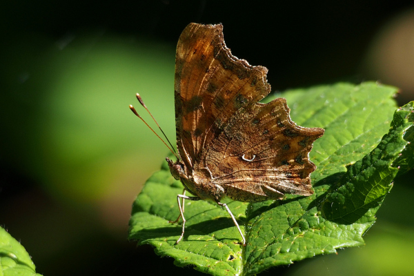 Skaliertes Bild Lepidoptera, Nymphalidae, Polygonia c-album, C-Falter_2022_07_12--09-37-49.jpg 