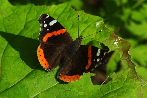 Skaliertes Bild Lepidoptera, Nymphalidae, Vanessa atalanta, Admiral_2013_07_07--08-29-23.jpg 