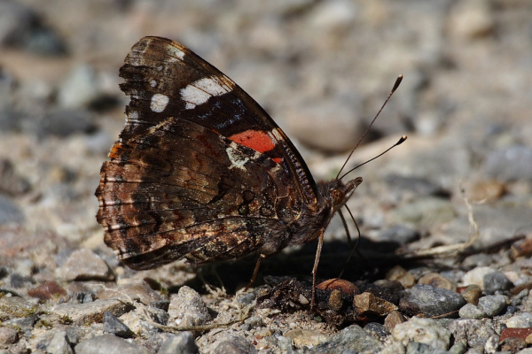 Skaliertes Bild Lepidoptera, Nymphalidae, Vanessa atalanta, Admiral_2022_07_12--09-15-08.jpg 