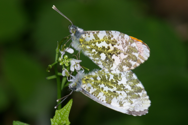 Skaliertes Bild Lepidoptera, Pieridae, Anthocharis cardamines, Aurora-Falter, Paarung_2005_05_27--17-22-25.jpg 