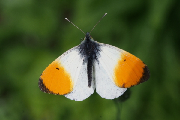 Skaliertes Bild Lepidoptera, Pieridae, Anthocharis cardamines, Aurorafalter, Maennchen_2016_06_06--13-21-32.jpg 